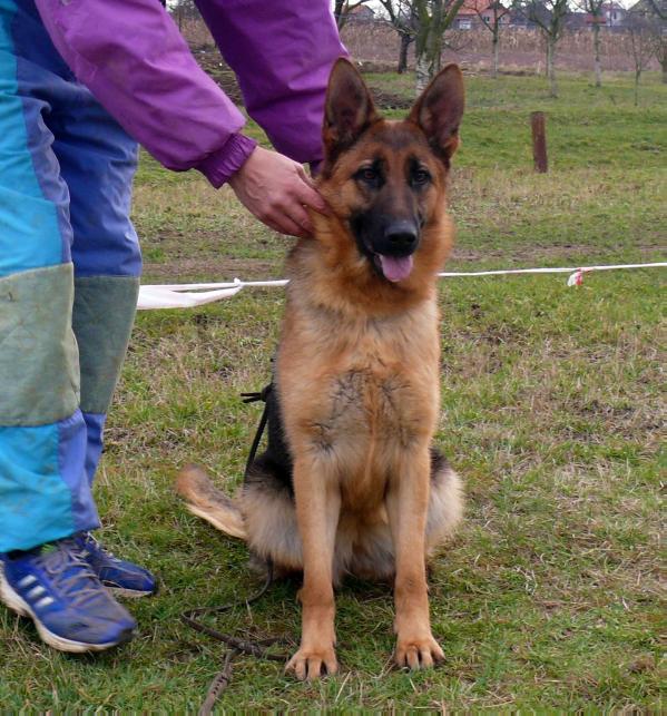Blenda de eldorado | German Shepherd Dog 