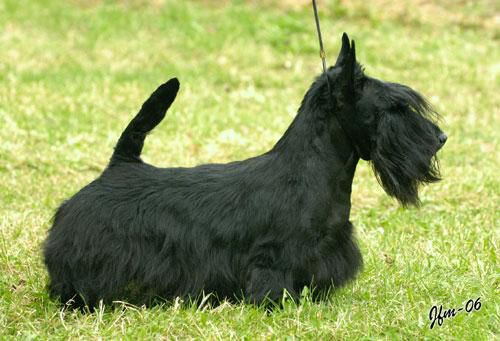 Brio French Connection | Scottish Terrier 