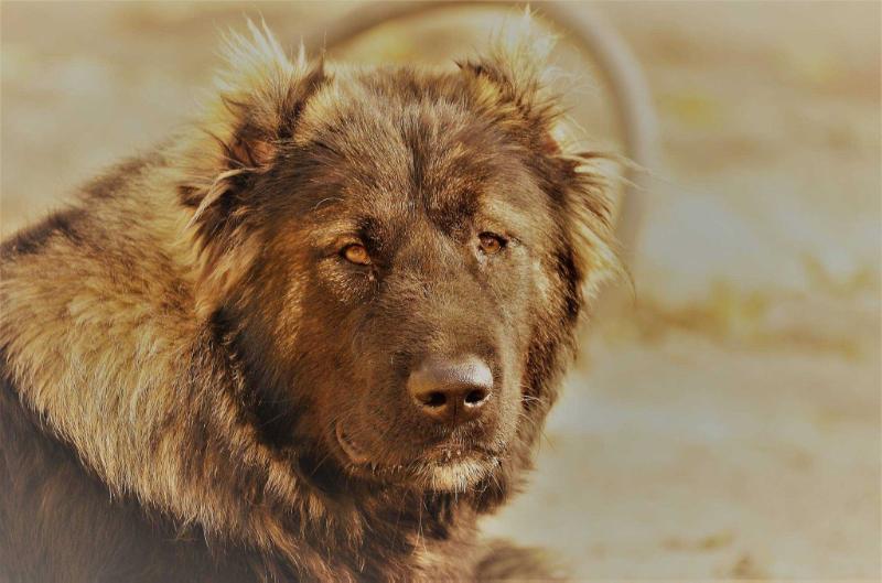 Adrik Sila V Krovi | Caucasian Mountain Dog 