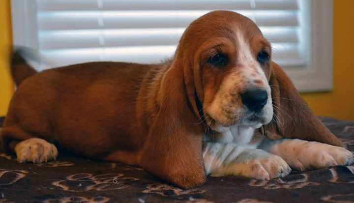 Adeline Sweet Angel From Kentucky | Basset Hound 