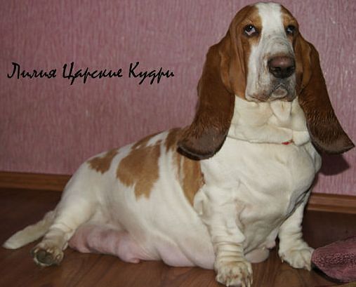 Lilia Tzarskiye Kudri | Basset Hound 