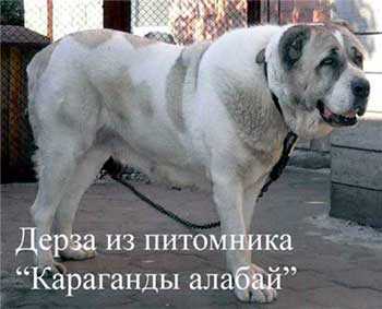 Derza Hismet | Central Asian Shepherd Dog 