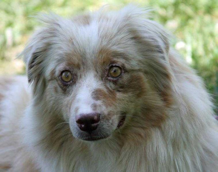 Timberline's Smudge | Australian Shepherd 