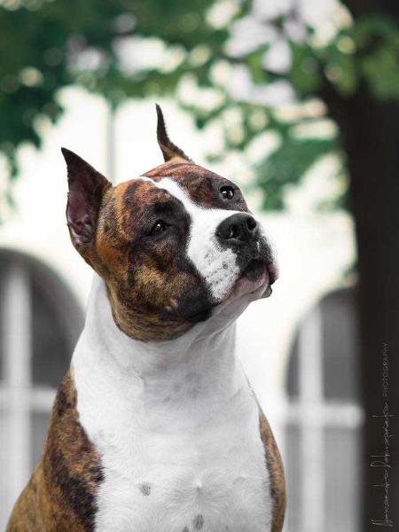 TRIADA De M'A'M | American Staffordshire Terrier 