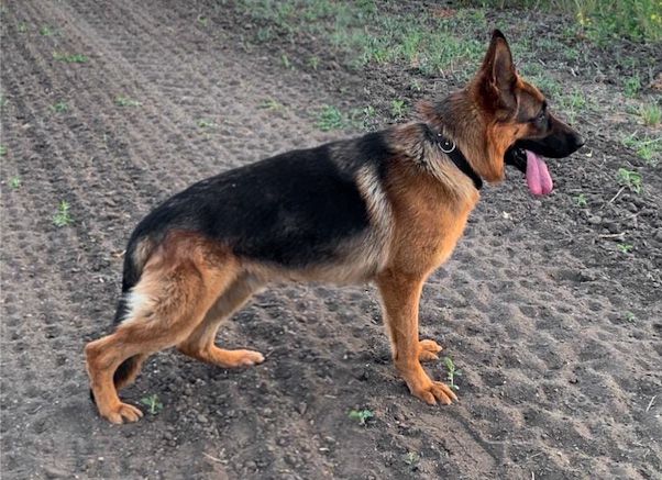 Ilotar Mateus vom Edler Stamm | German Shepherd Dog 