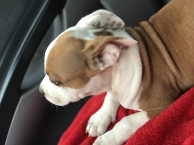 Luke from Kanekt | American Staffordshire Terrier 