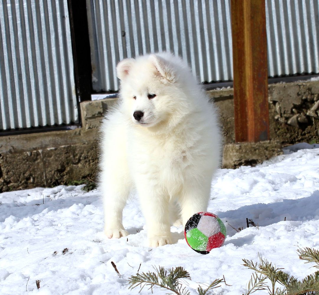 Dixie from Kel'bin treasure-house | Samoyed 