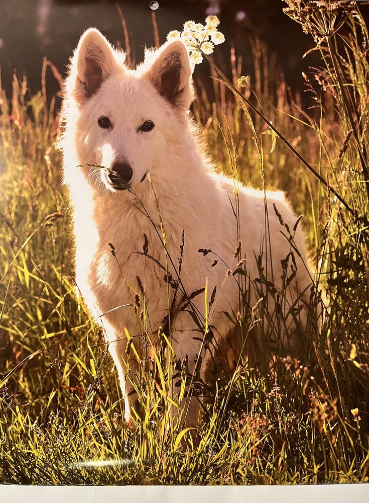 Valentina of Linde’s White Wolves | White Swiss Shepherd Dog 