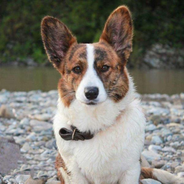 TICIANNA FAIRYLADY | Cardigan Welsh Corgi 