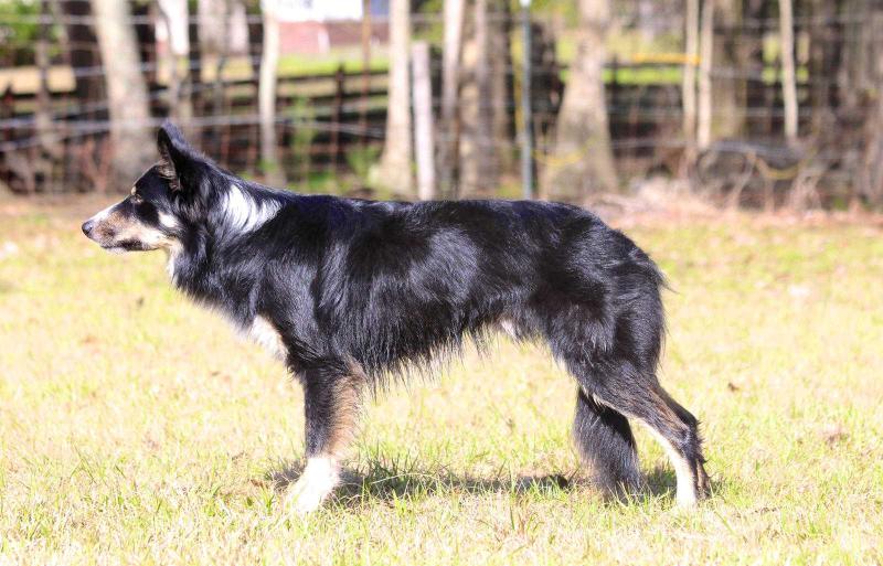 Inferno's Eight Second Ride | Border Collie 