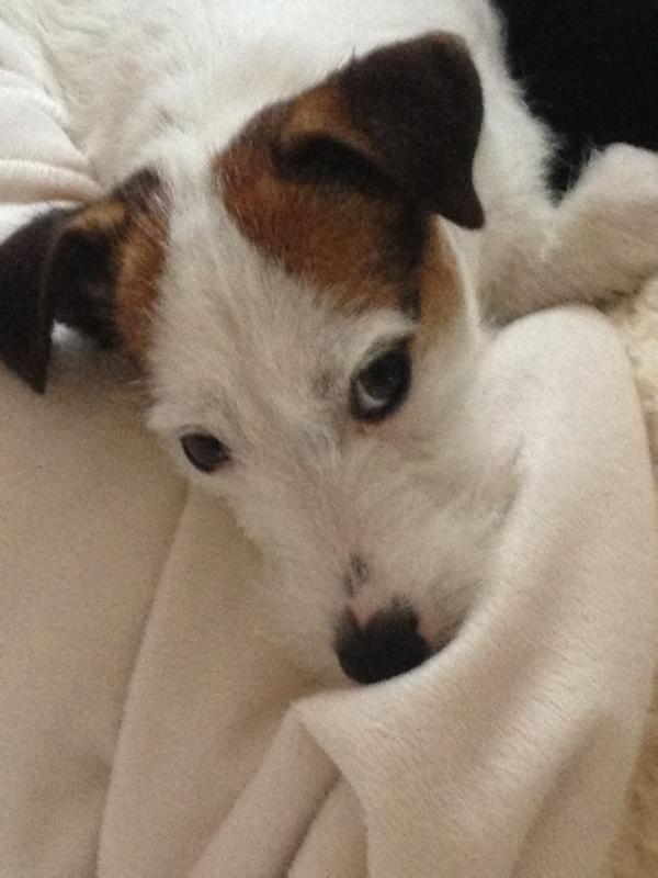 Brandy di Villa Bosi | Jack Russell Terrier 