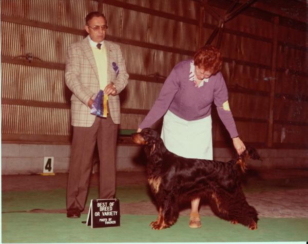 Sundance Sheer Audacity | Gordon Setter 