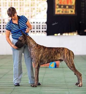 ITAN DO GRANDE CAIEIRAS | Great Dane 