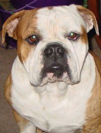 Langford's Jeeves | Olde English Bulldogge 