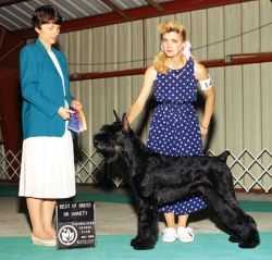 Skansen's Prime Time News | Giant Schnauzer 