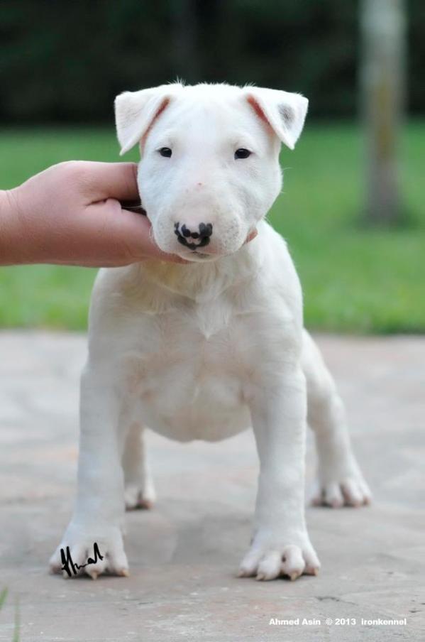 Megumi stormborn | Bull Terrier 