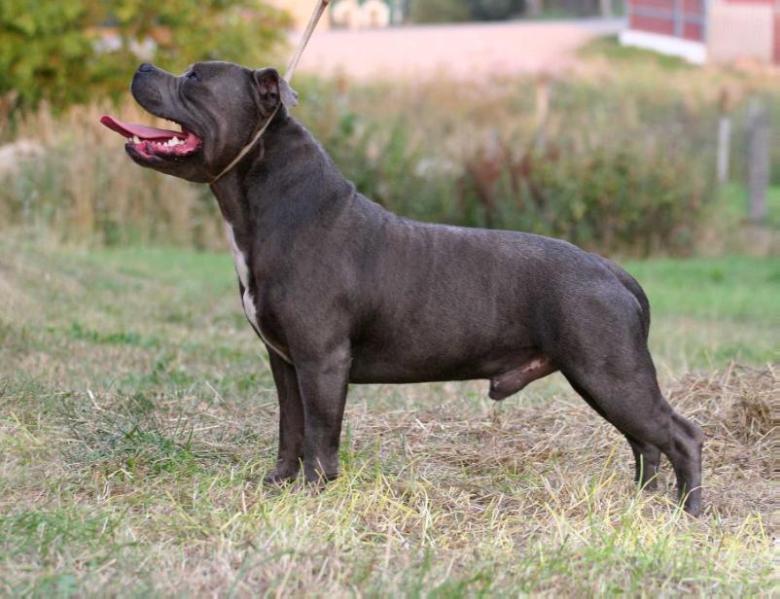 Iron Boy of Deleans | Staffordshire Bull Terrier 