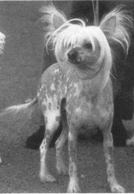 Ming Li Of Winterlea | Chinese Crested 