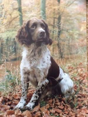 Badgercourt Druid | English Springer Spaniel 