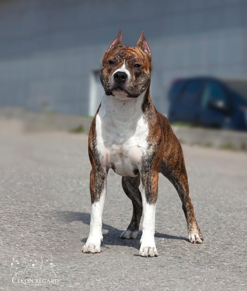 Alvarro Violet Copy | American Staffordshire Terrier 