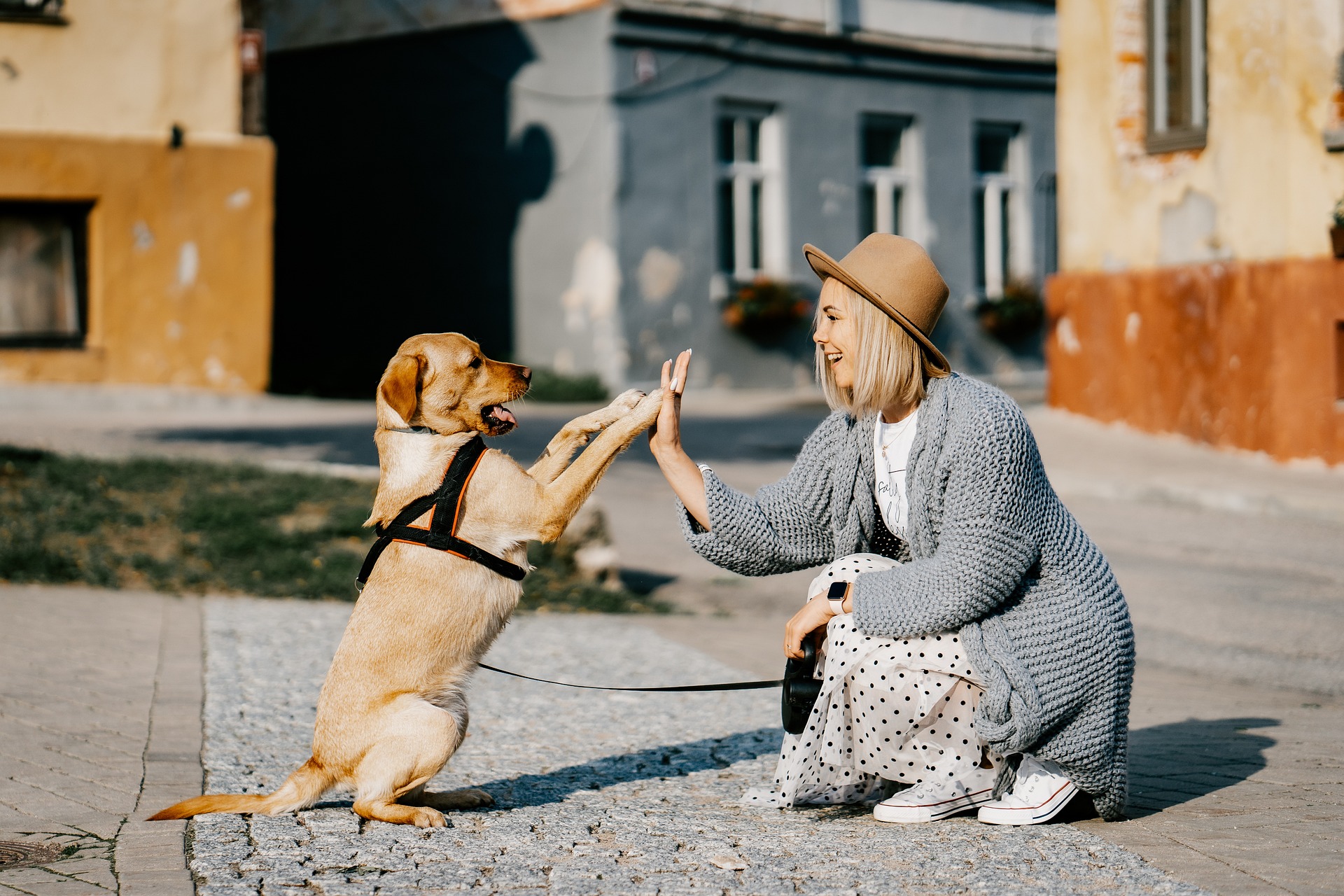 Traveling Safely with Your Pet: Tips for a Stress-Free Journey