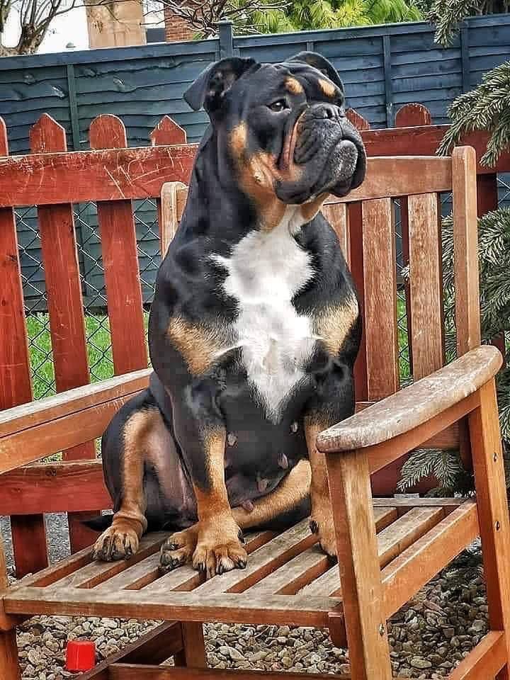 Adorabulls lady muck of Benfords Bulldogs | Olde English Bulldogge 