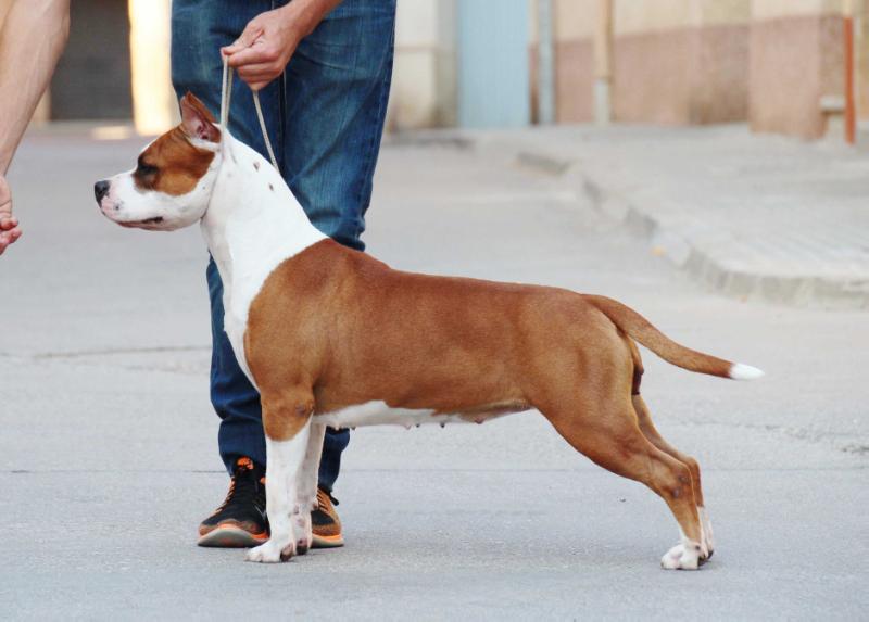 BETSI de CANS JUANSA | American Staffordshire Terrier 