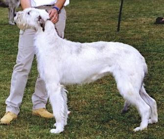 Hydebeck Daisy May to Culann | Irish Wolfhound 