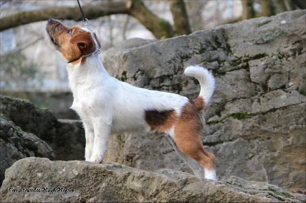 Terra Dumbis Hugh Hefner | Jack Russell Terrier 