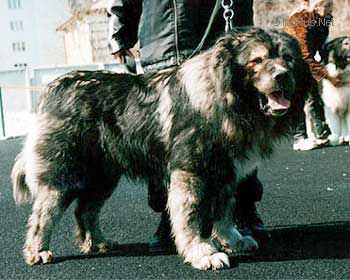 Mahno iz Stolitsy Sibiri | Caucasian Mountain Dog 