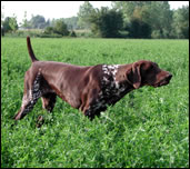 Stomy de la Diane du Drouvenant | German Shorthaired Pointer 