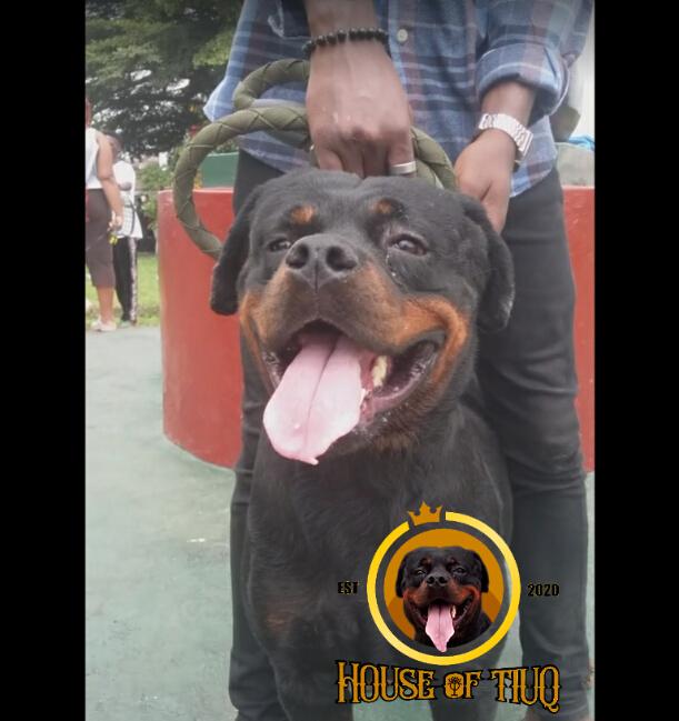 David B'rgeon Ragnak Tiuq | Rottweiler 