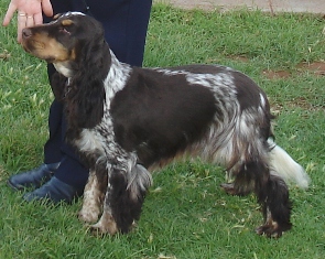 Citation Intriguing | English Cocker Spaniel 