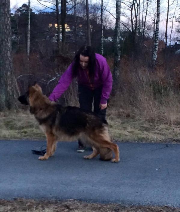Aicha Akira Av Quantos. | German Shepherd Dog 