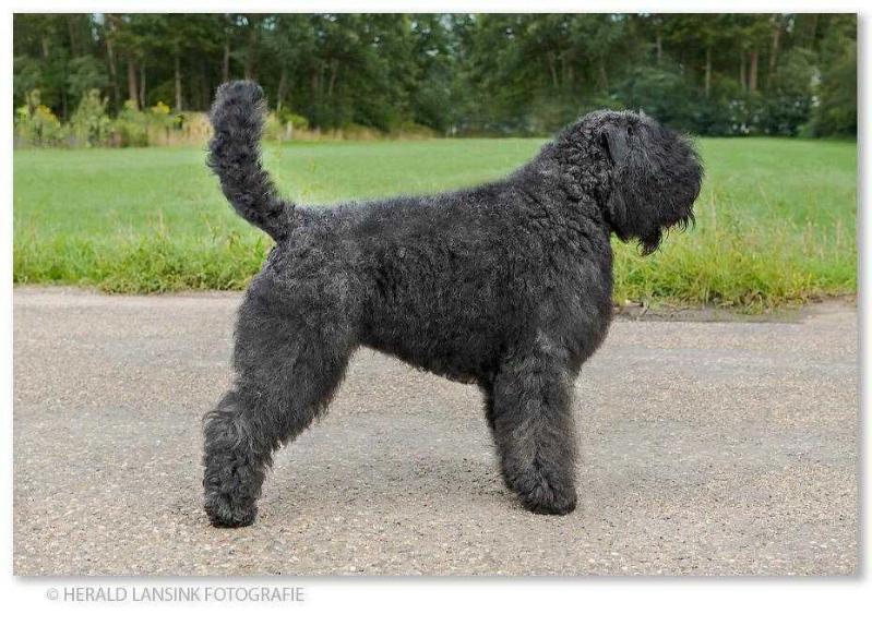 Cash-Uschi Van de Vanenblikhoeve | Bouvier des Flandres 