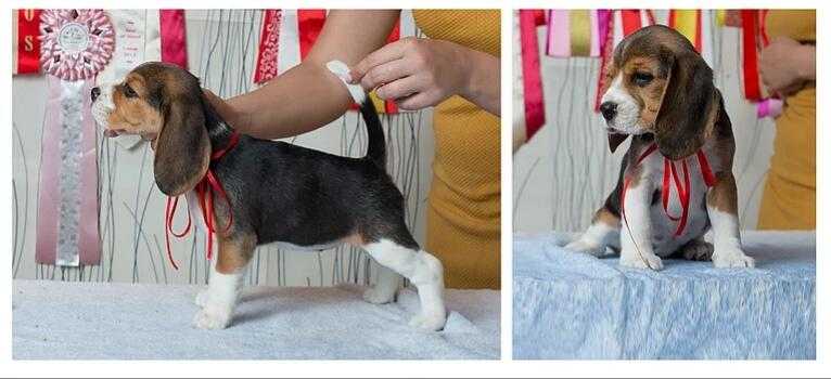 Diolayn Jamaika Blue Mountain | Beagle 