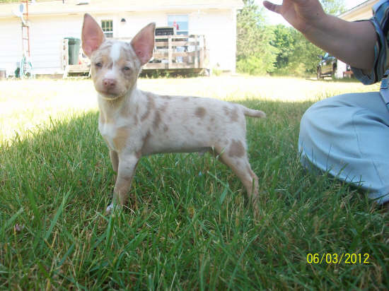 Green Acres' Davy Crockett | Rat Terrier 