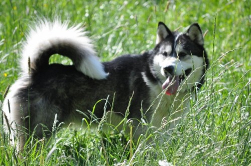 Snow Motion Saghani Du Qwittra | Alaskan Malamute 