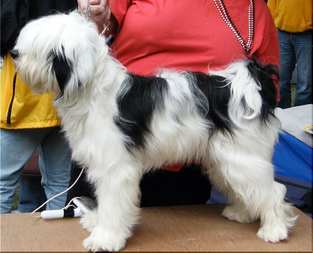 ROZSDÁS HALÁSZ ÁSZPROSZ KORICI | Tibetan Terrier 