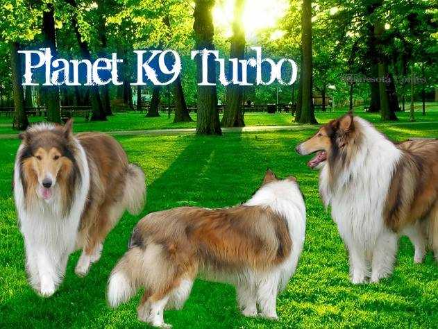 PLANET K9 TURBO | Rough Collie 