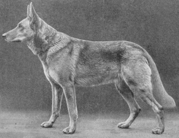 Horst von Boll | German Shepherd Dog 