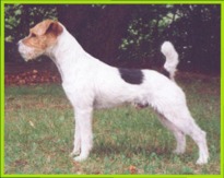 Fox Run Rivet | Jack Russell Terrier 