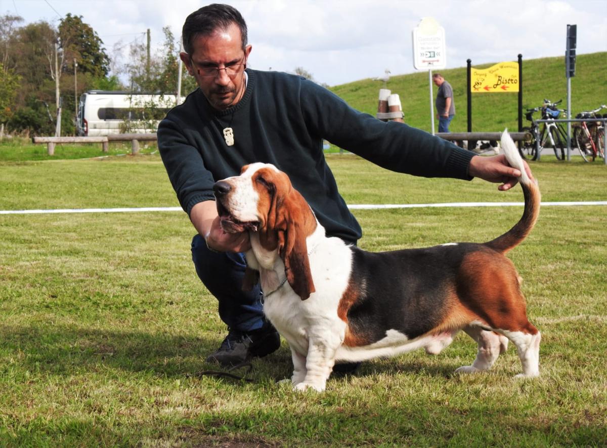 Grasshopper's Kurt Cobain | Basset Hound 