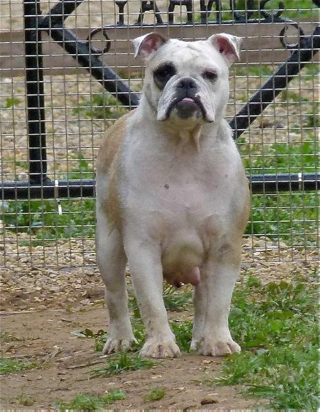 Bullforce Bully | Olde English Bulldogge 