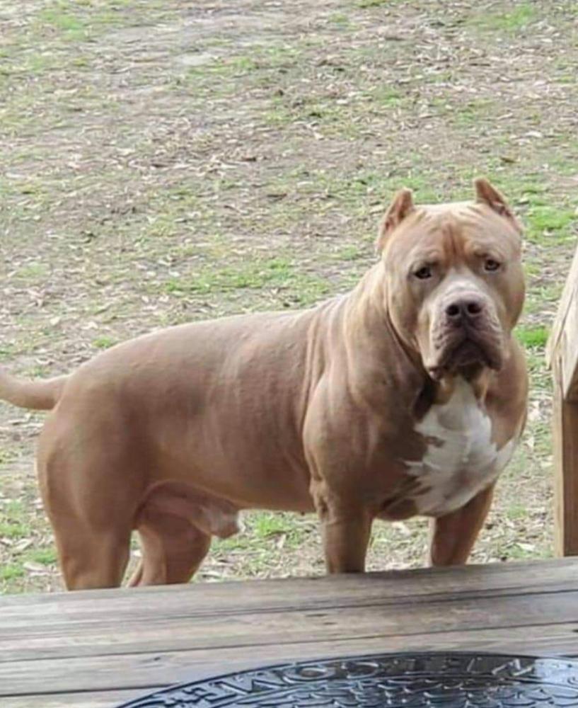 4k BULLIES KING THOR JORDAN | American Pit Bull Terrier 