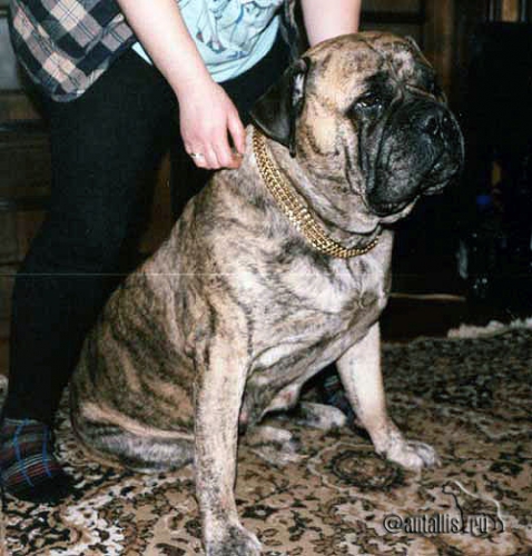 KORONA NINA | Bullmastiff 