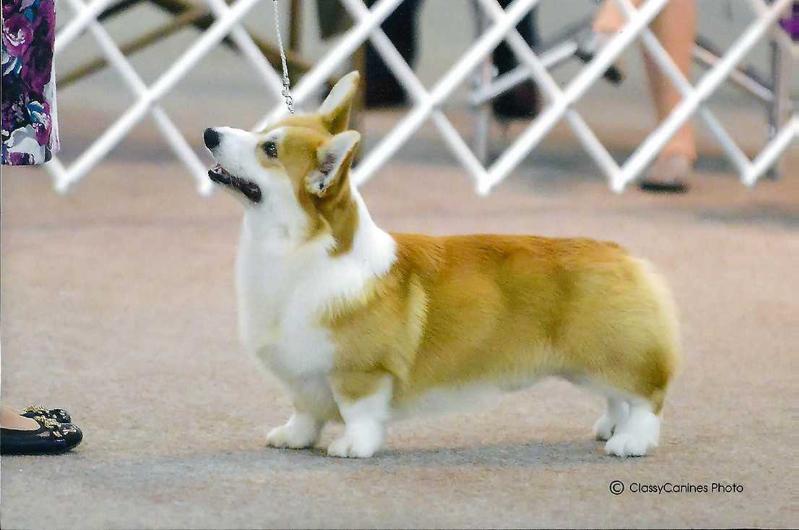 Springmill Sweet Talkin Guy | Pembroke Welsh Corgi 