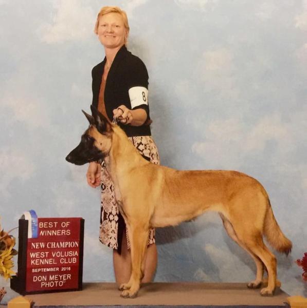 Viking's Shield Maiden | Belgian Malinois 