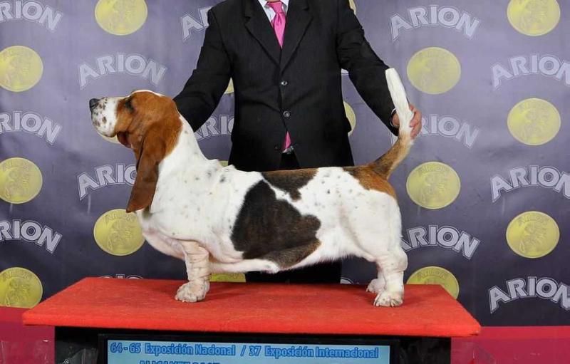 Eloisa de Vallislonga | Basset Hound 