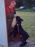 Lady v.d. Friedenseiche | Giant Schnauzer 